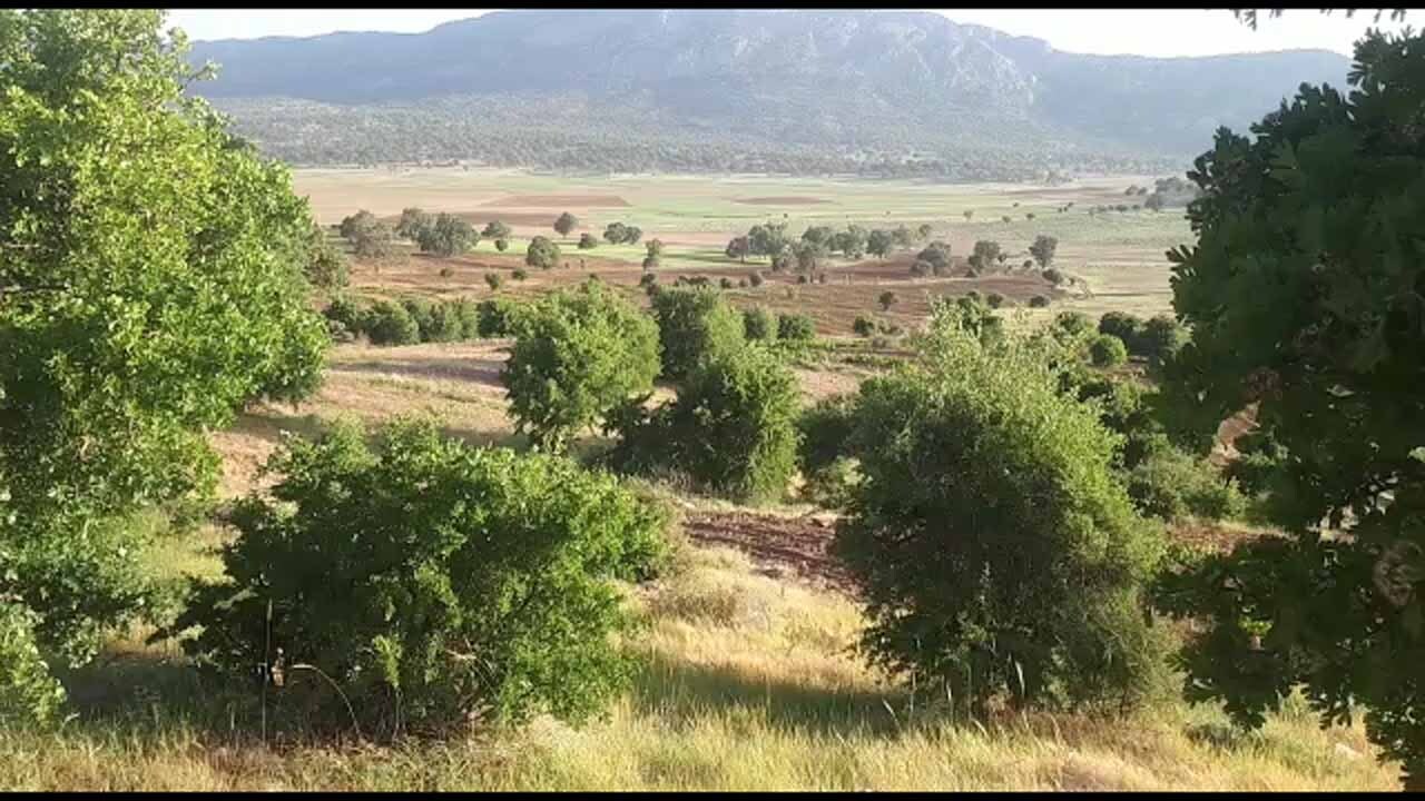 تاکستان‌‌های زیبا و دیدنی در روستای کره کان + فیلم