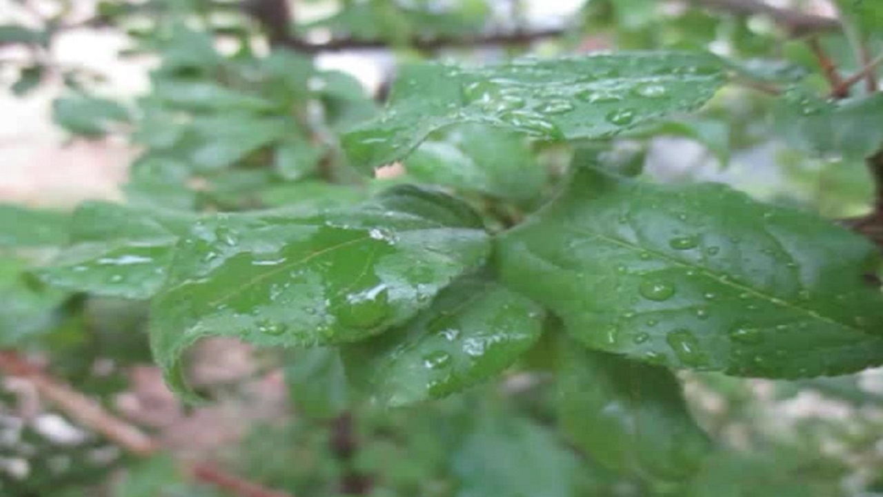 جلوه ای از قطرات باران بر برگ درختان در سمیرم + فیلم