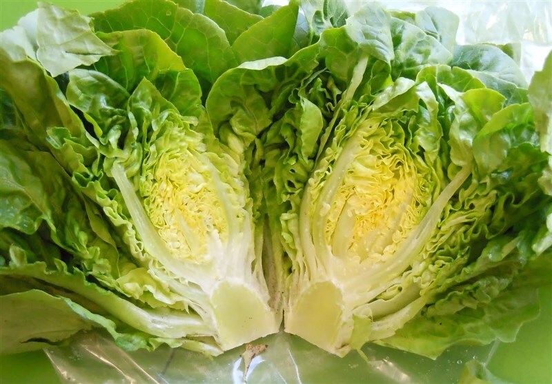 کاهو 