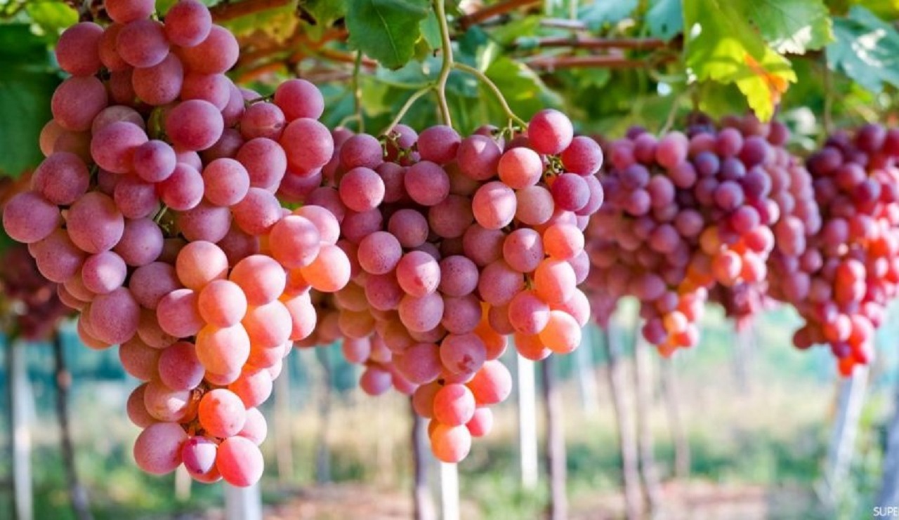 میوه‌ای تابستانی که خوردنش مثل ضدآفتاب عمل می‌کند