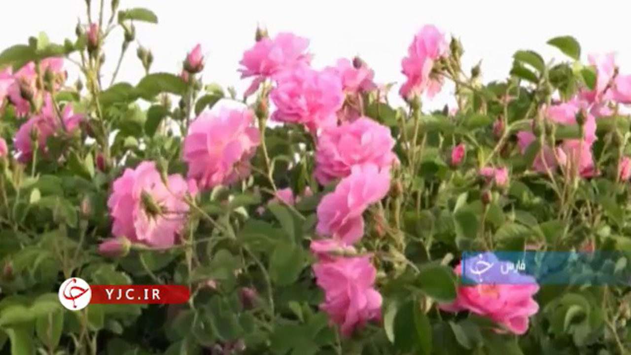 آغاز فصل برداشت گل محمدی از گلزارهای فارس + فیلم