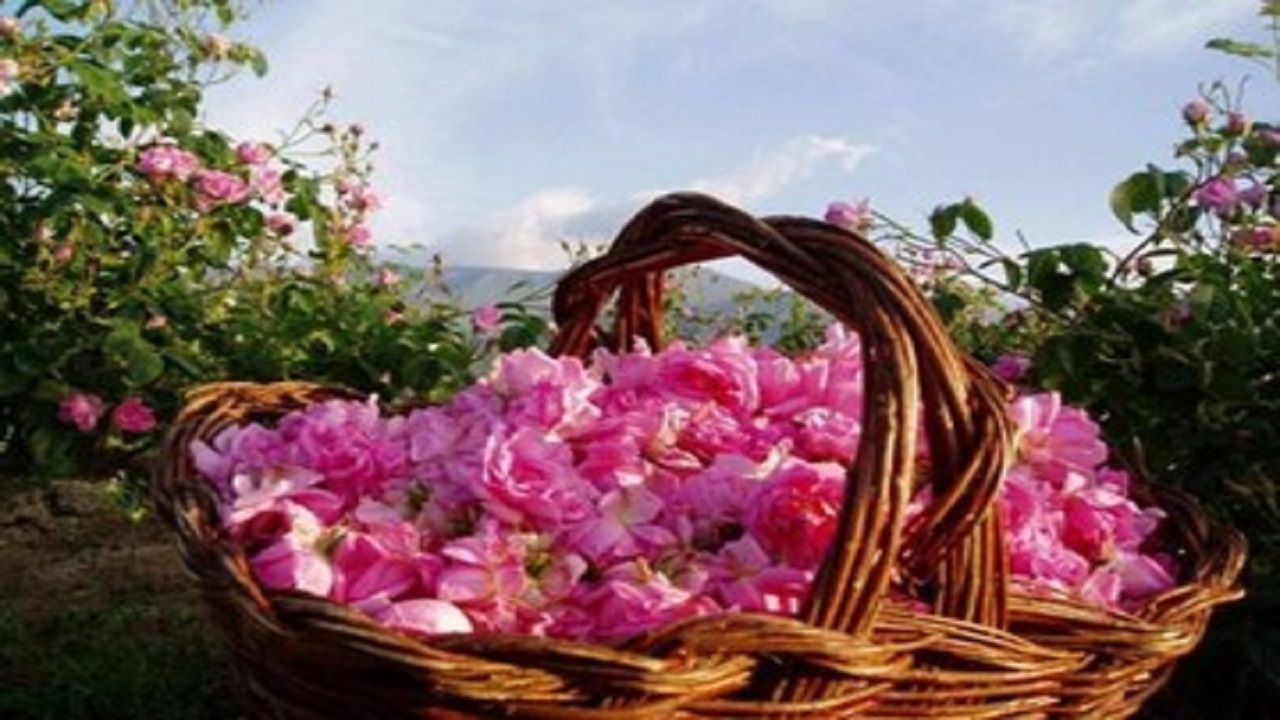 گل سرسبد در میان گیاهان دارویی را بیشتر بشناسید