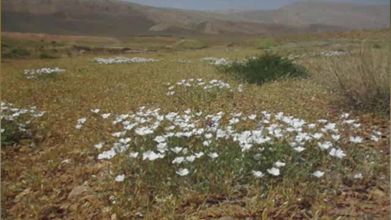 طبیعت تماشایی مزرعه کتی گربین + فیلم