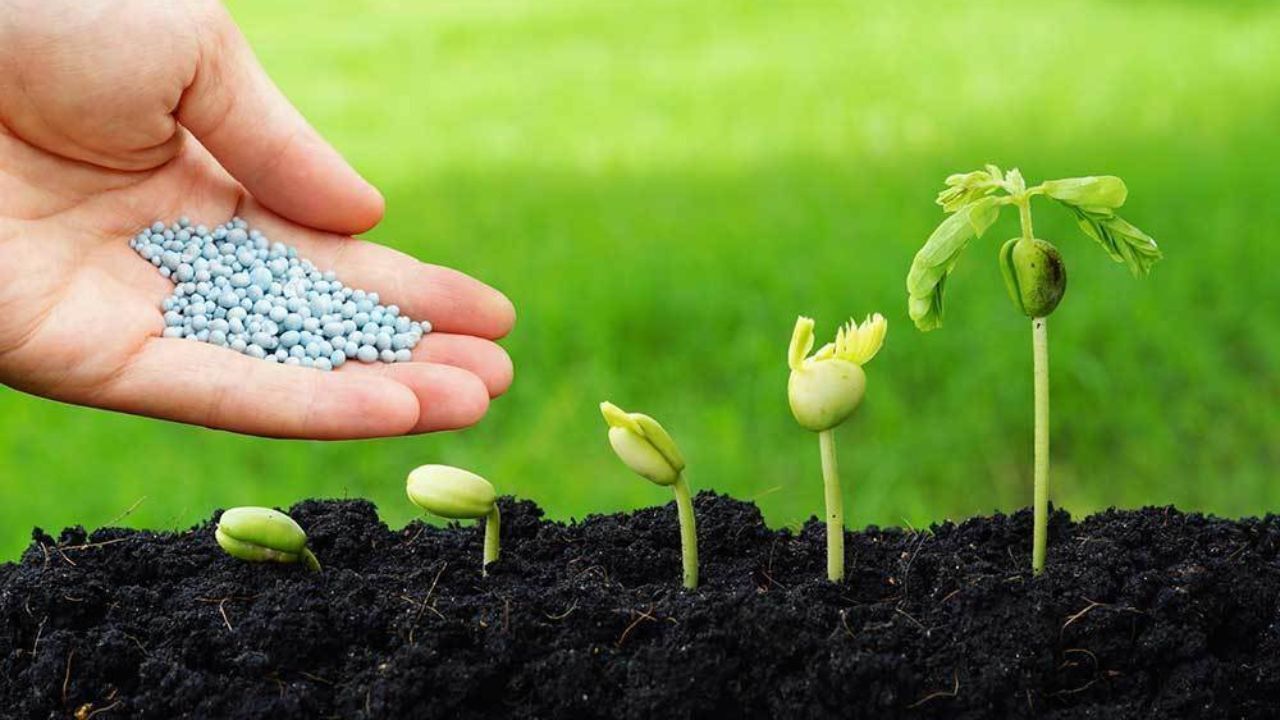 ۳۳ هزار تن کود شیمیایی کشت بهاره در زنجان توزیع می شود