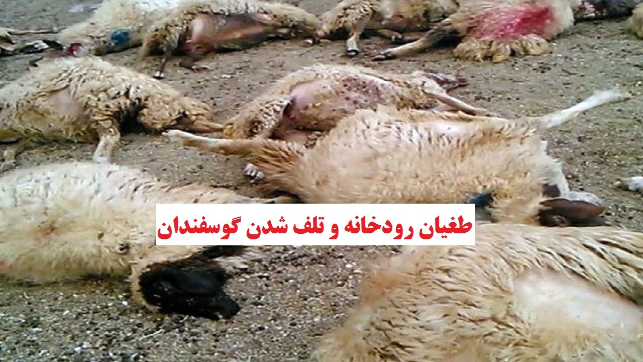 طغیان رودخانه فصلی در زرندیه و گرفتار شدن ۸۰۰ دام