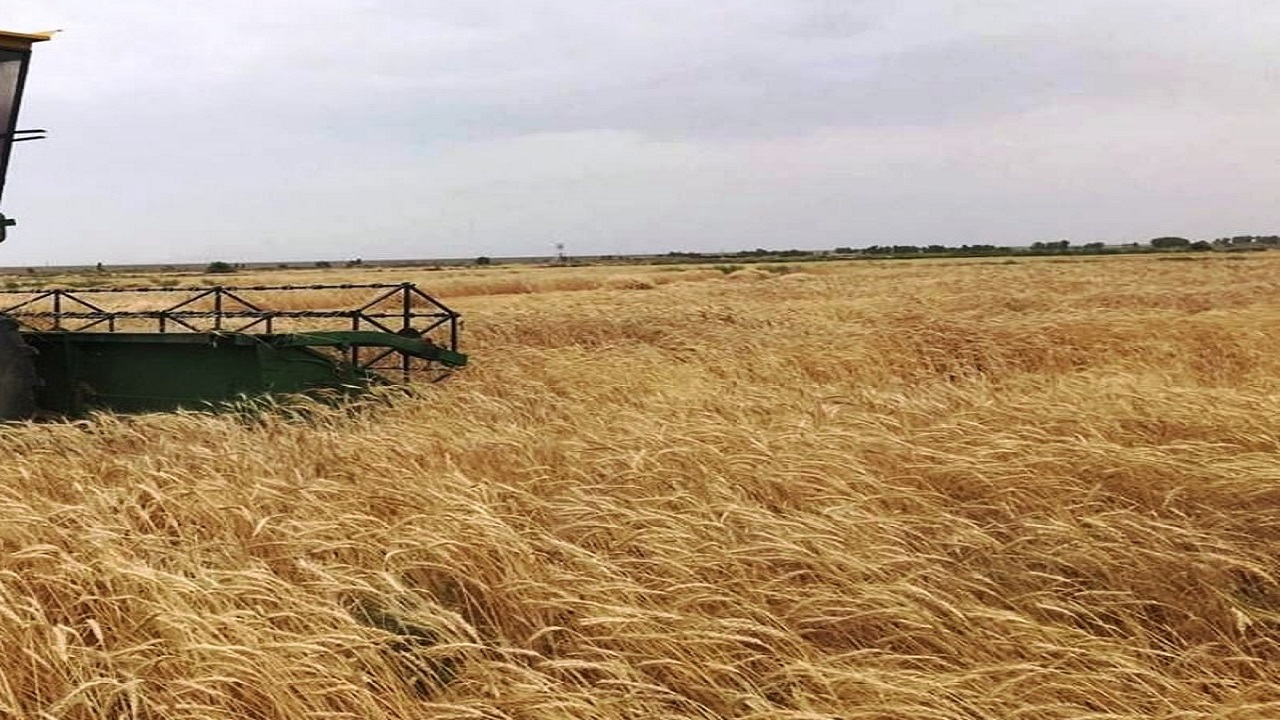 برداشت گندم در هیرمند آغاز شد