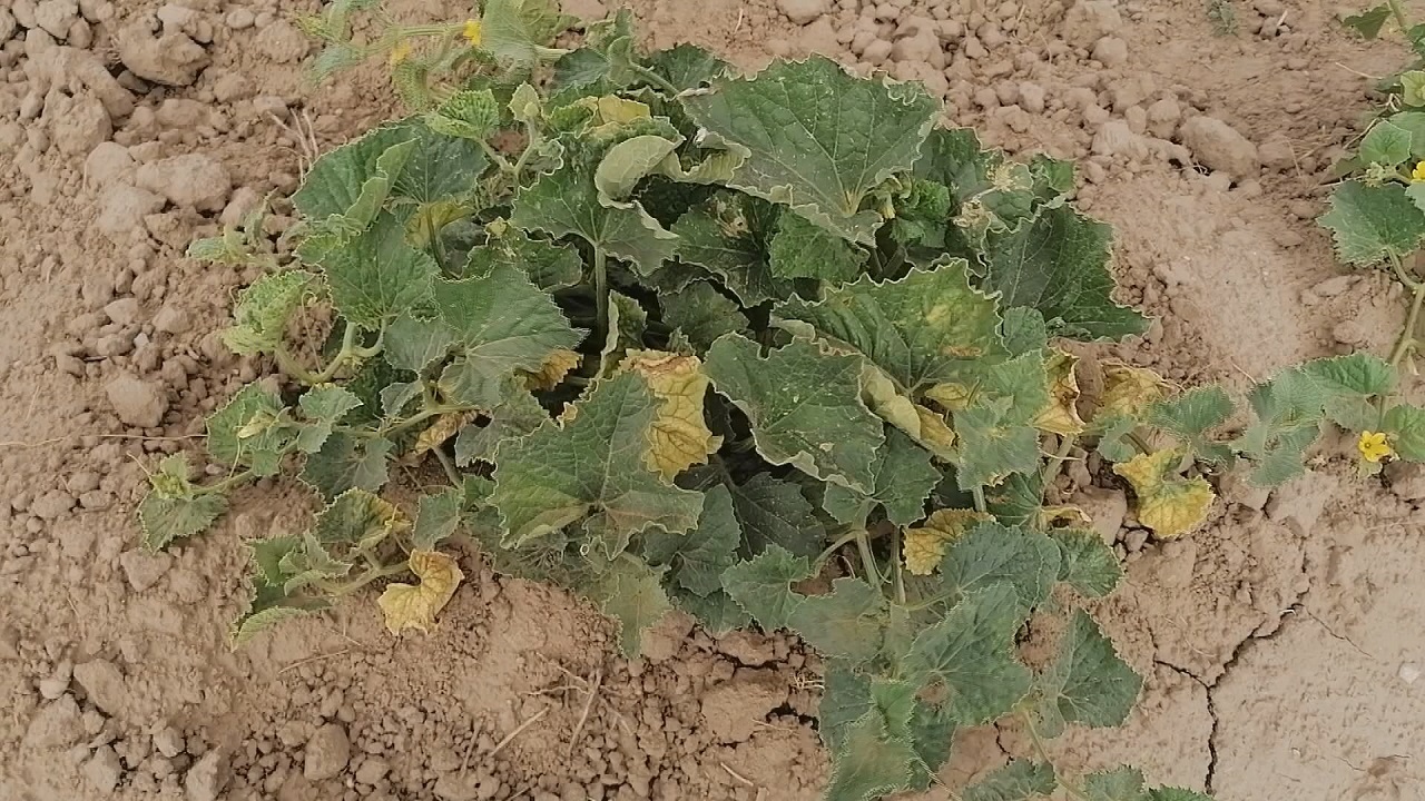 تلخی مزارع شیرین با ویروسی نابودگر / مزارع جالیزی چراگاه دام شدند + فیلم