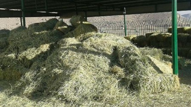 صنعت دامداری فارس در آستانه تعطیلی/ دلالان دام ها را مفت می خرند