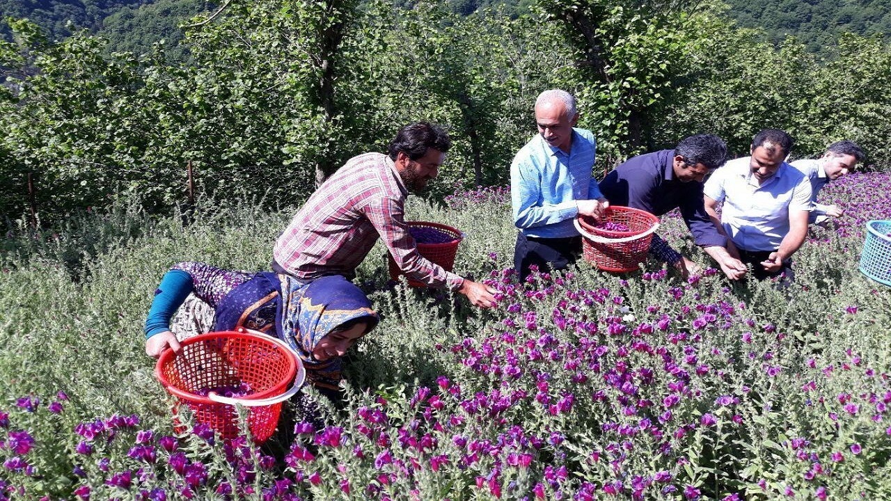 مهد گل گاوزبان ایران به تکاپو افتاد