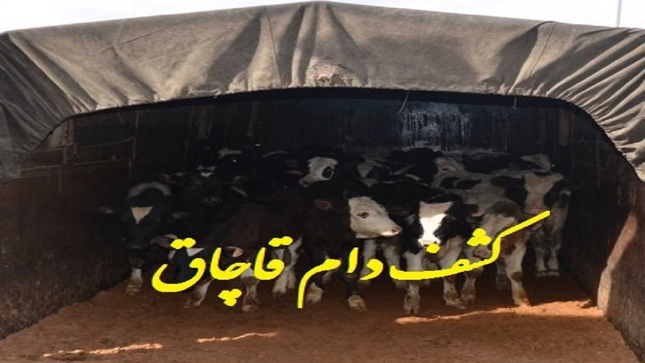کشف احشام و طیور قاچاق در سربیشه