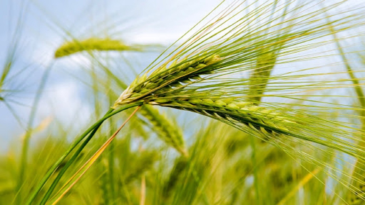 پیش بینی برداشت ۸۰ هزار تنی جو از سطح مزارع خوزستان