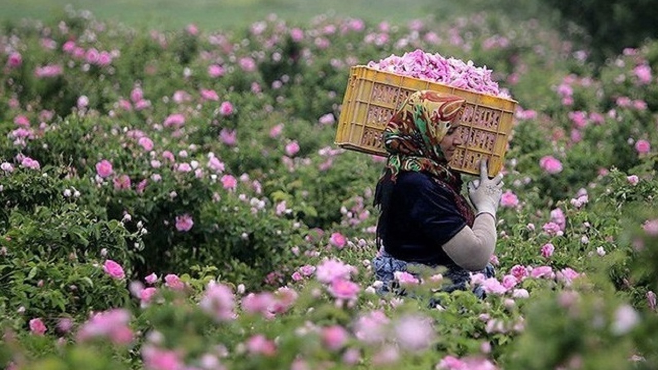 برداشت گل محمدی از گلستان‌های تربت جام
