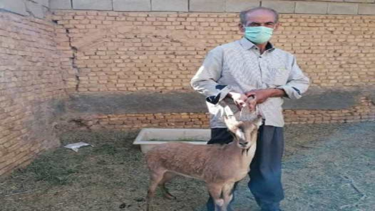 قدردانی شهروند تفتی از محیط زیست با نجات کل وحشی