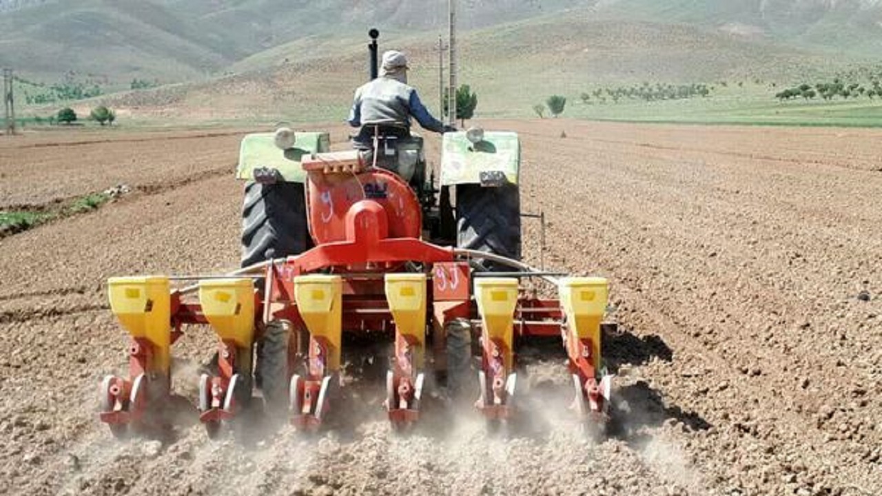 کشت چغندر قند در ۲۲۰ هکتار از اراضی کشاورزی بخش دزک