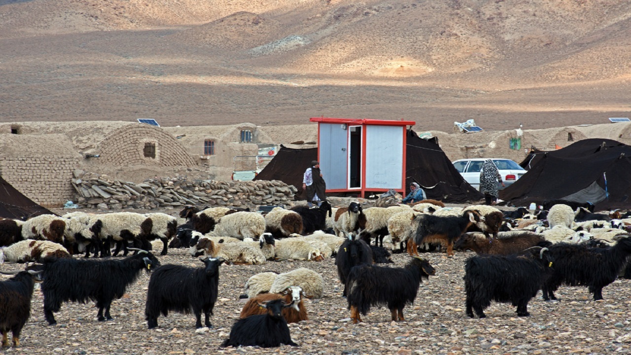 هر کیلو دام زنده عشایر ۴۵ هزار تومان