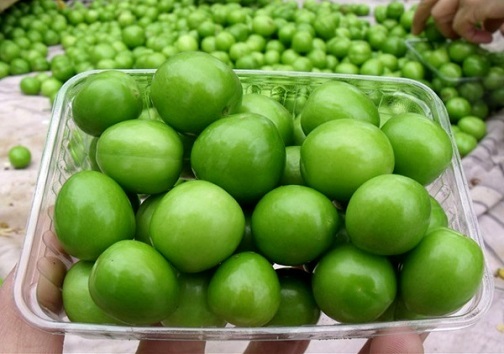 نوبرانه ای وسوسه انگیز/گوجه سبز نوبرانه ای با مواد مغذی فراوان