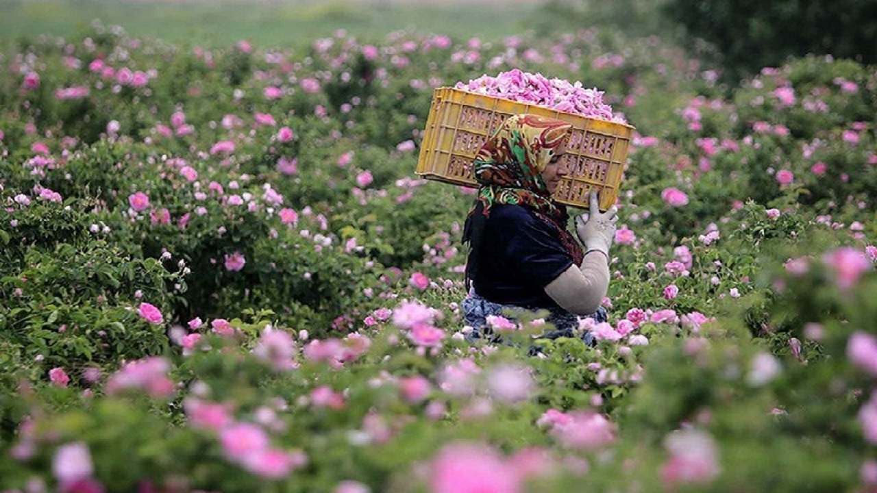 گردش مالی ۲۲ هزار میلیارد ریالی صنعت گل محمدی در کشور / تولید ۷۰ درصد گل محمدی دنیا در ایران