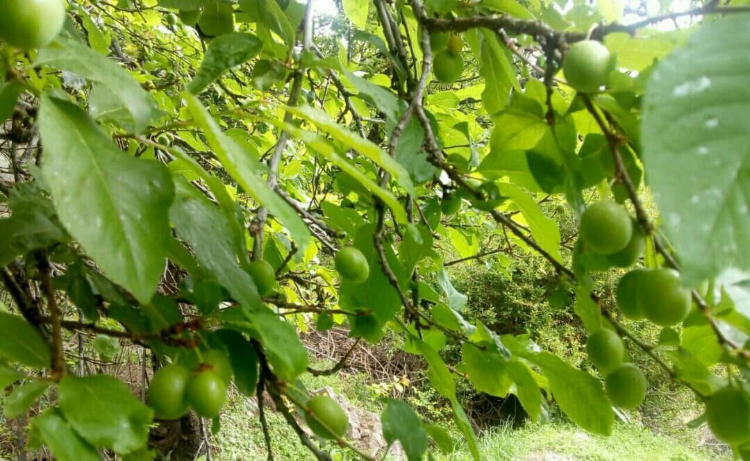 طبیعت اردیبهشتی شهر سرسبز کدکن در تربت حیدریه