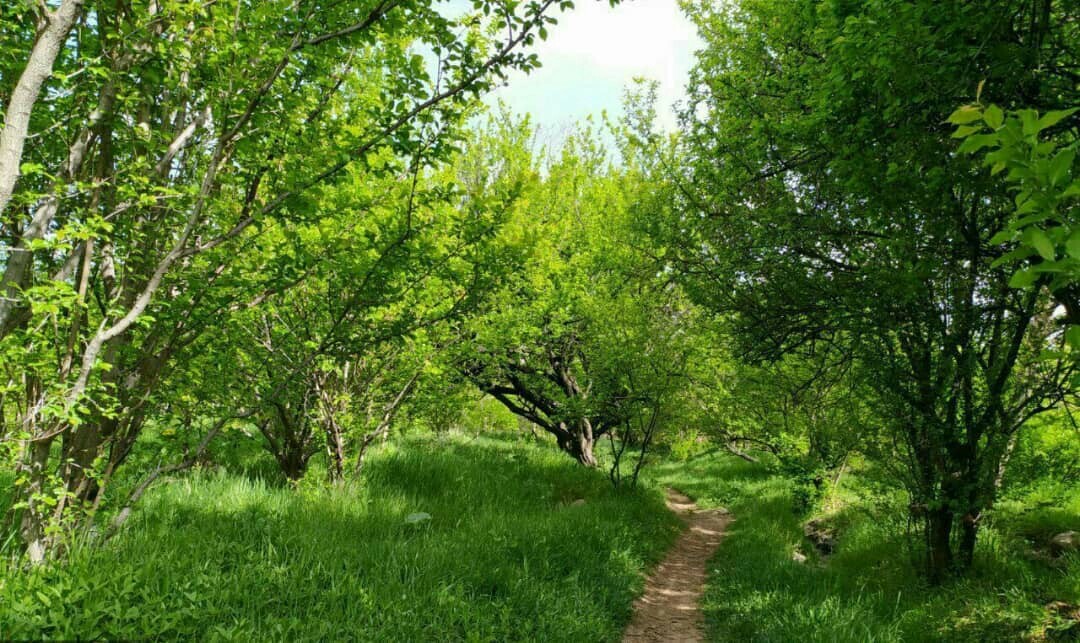 طبیعت اردیبهشتی شهر سرسبز کدکن در تربت حیدریه