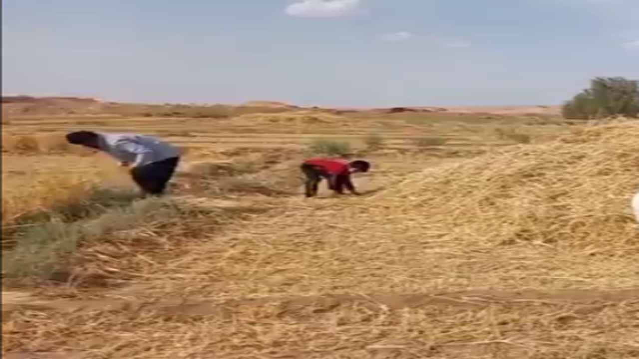 آغاز برداشت جو و گندم در آران و بیدگل + فیلم