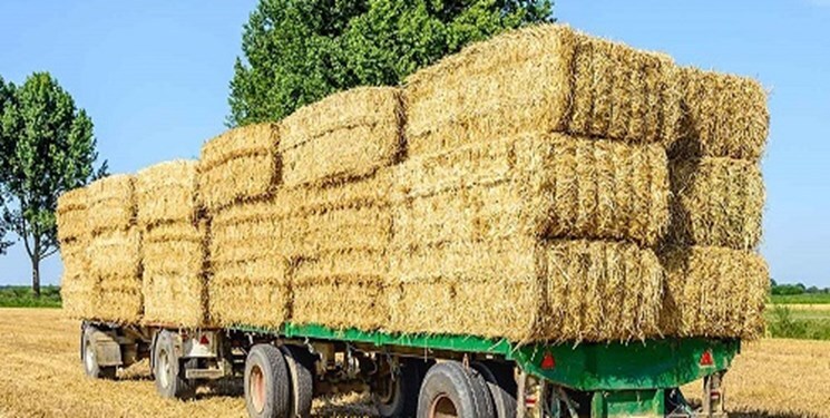 طوفان بهاری دلالان در خشکسالی محض