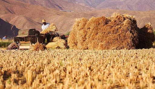 طوفان بهاری دلالان در خشکسالی محض