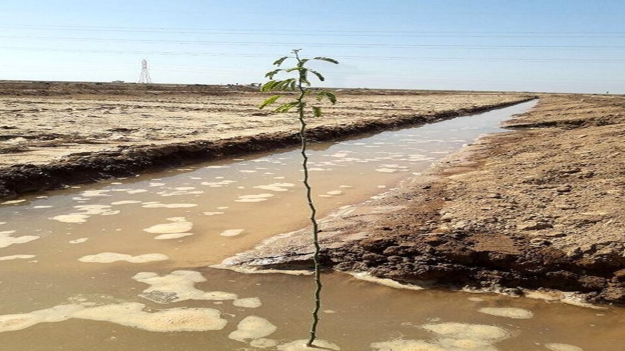 اجرا‌ی طرح آبیاری سنواتی در ۱۸۶ هکتار  از اراضی آرادان