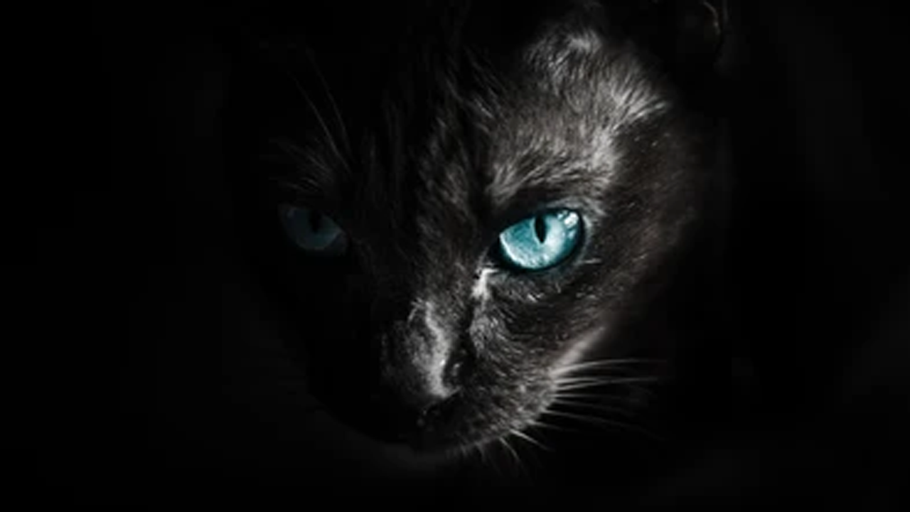وحشت باور نکردنی ببر غول پیکر از یک گربه + فیلم