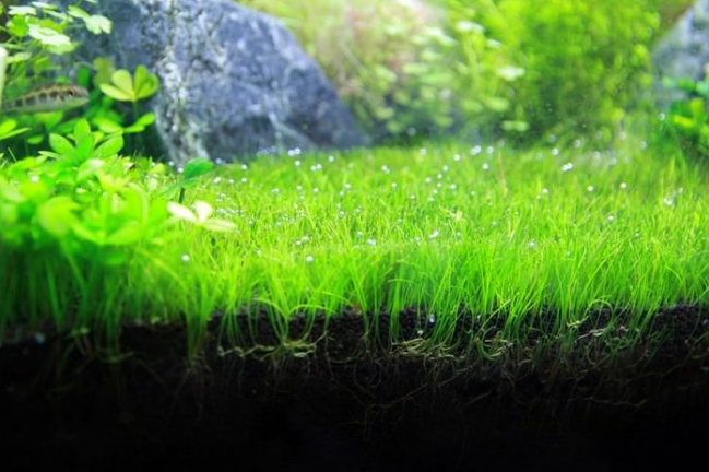 بهترین گیاهان آکواریومی برای مبتدیان