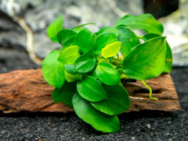 بهترین گیاهان آکواریومی برای مبتدیان