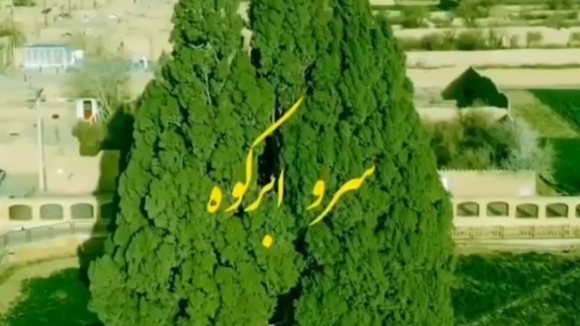 کهنسال‌ترین موجود زنده ایران را بشناسید + فیلم