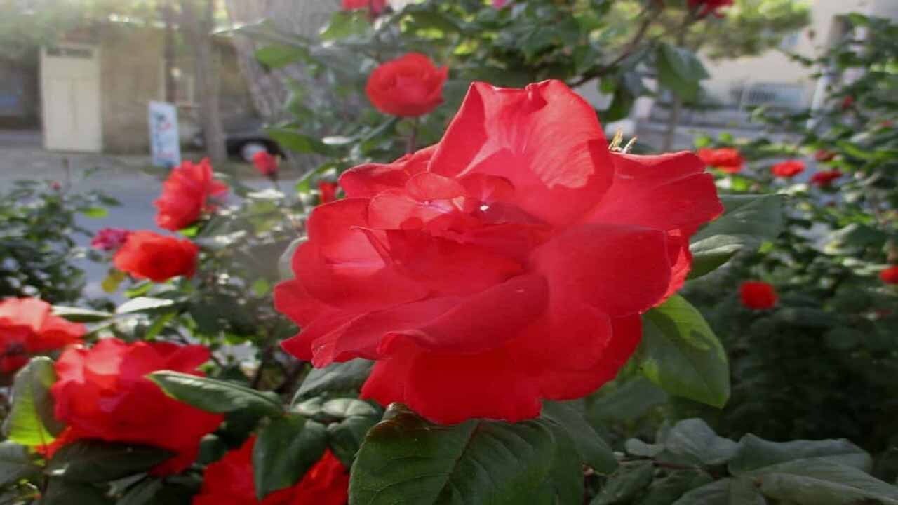 تصاویری از گل‌ رزهای سرخ در سمیرم
