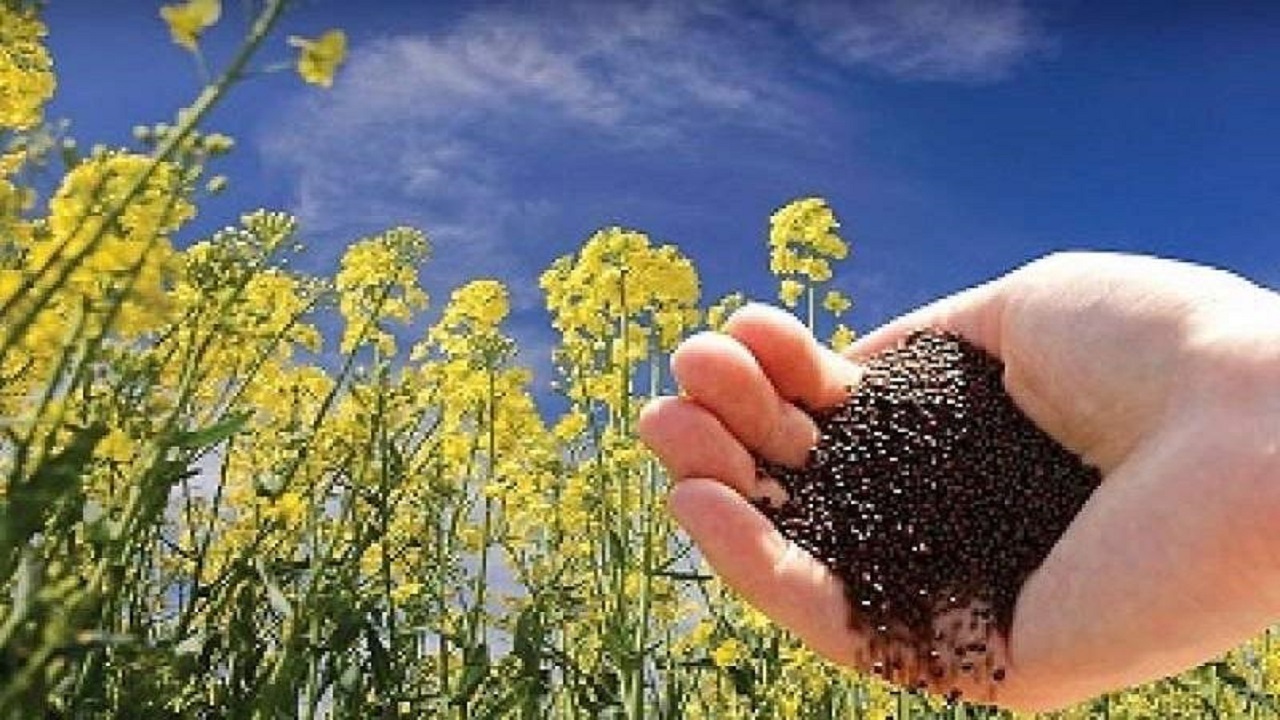 از شیرینی کاشت تا طعم تلخ برداشت/ وقتی اردوی جهادی رنگ تخصص به خود می گیرد/