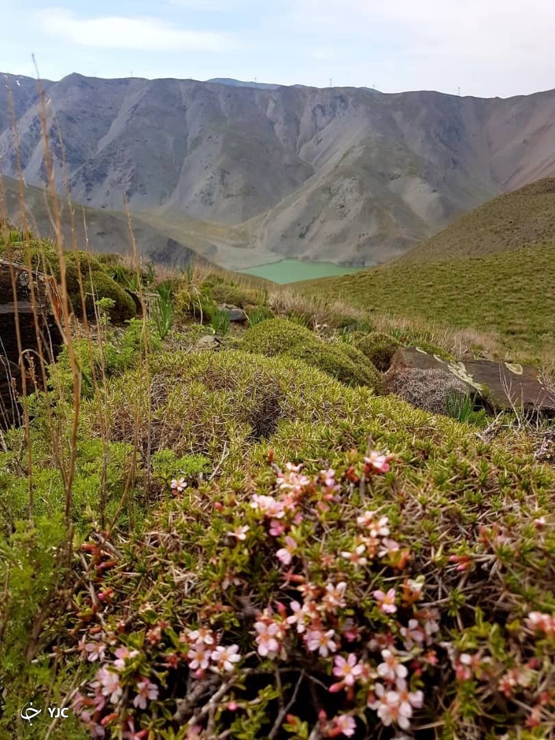 طبیعت دل&zwnj;انگیز چشمه سبز گلمکان