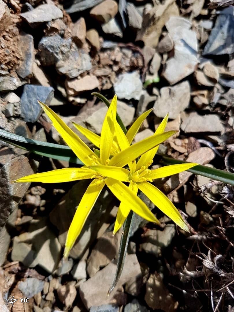 طبیعت دل&zwnj;انگیز چشمه سبز گلمکان