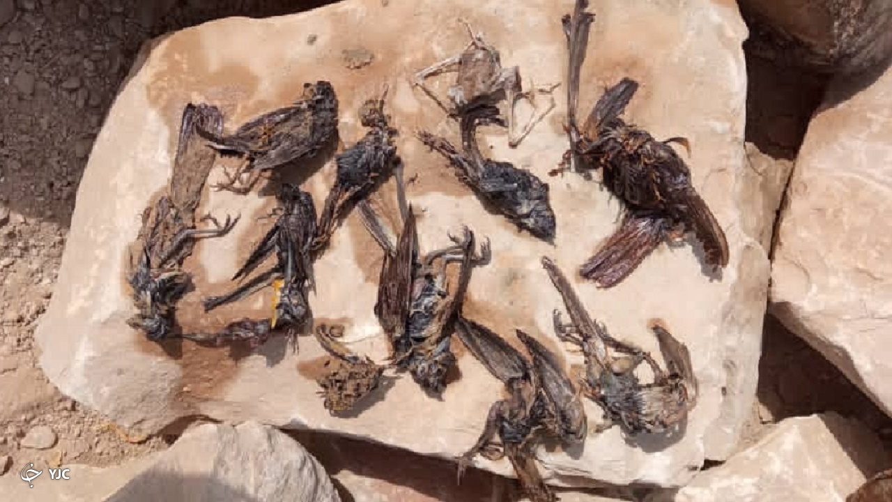 علت مرگ پرندگان در سواحل گناوه بررسی می‌شود