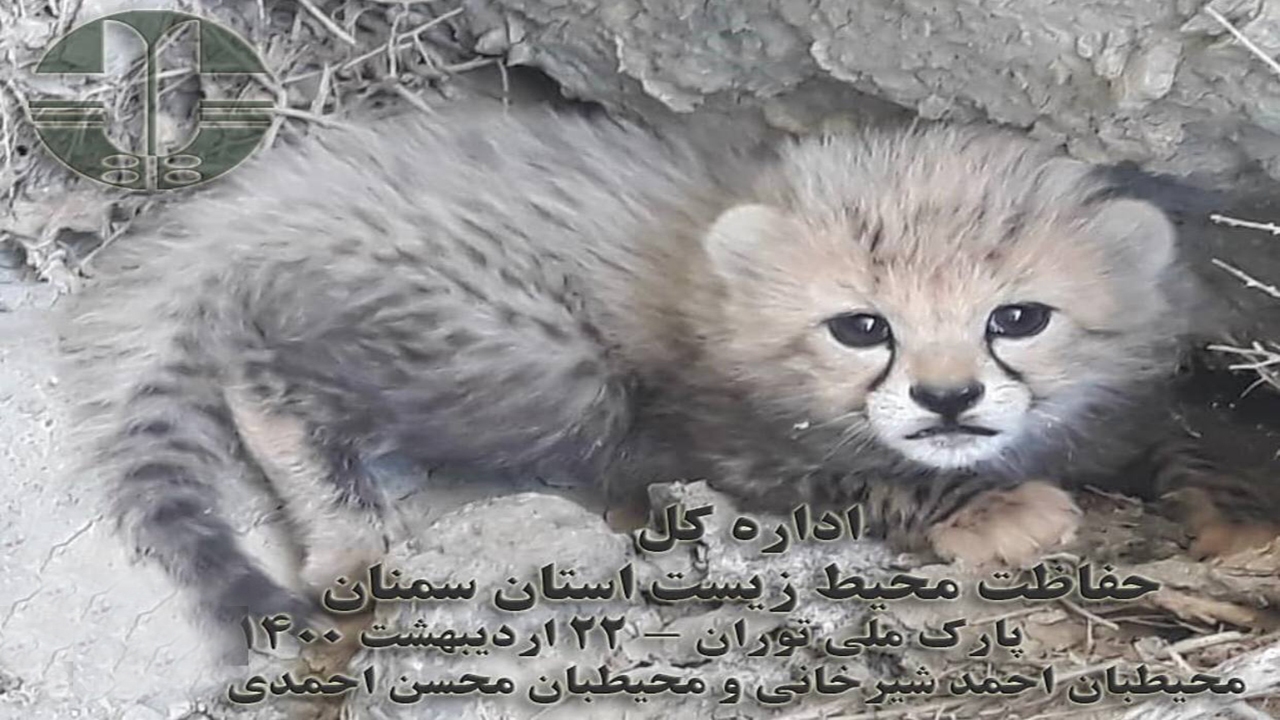 ثبت تصویر نوزادان نورس تلخاب یوز ماده در پارک ملی توران شاهرود