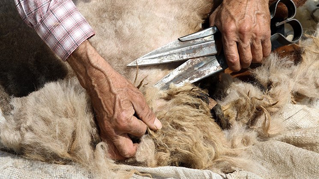 پشم چینی سنت زیبای بهاره خراسان شمالی