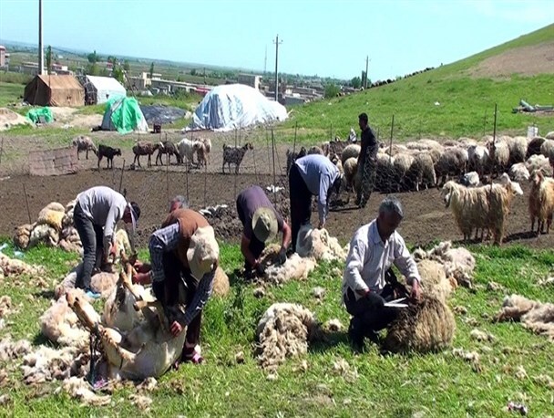 پشم چینی سنت زیبای بهاره خراسان شمالی