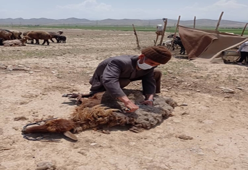 پشم چینی سنت زیبای بهاره خراسان شمالی