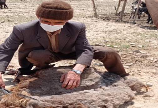 پشم چینی سنت زیبای بهاره خراسان شمالی
