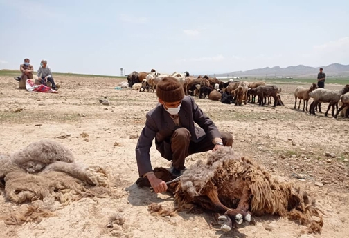 پشم چینی سنت زیبای بهاره خراسان شمالی