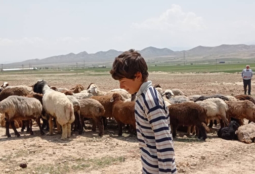 پشم چینی سنت زیبای بهاره خراسان شمالی