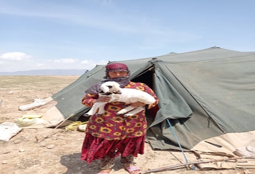 پشم چینی سنت زیبای بهاره خراسان شمالی