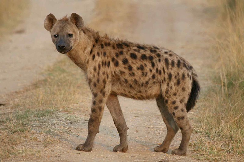 حمله مرگبار کفتار به کودک در کلیسا!