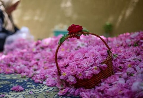 عطر خوش گل محمدی در کوچه باغ&zwnj;های خراسان شمالی