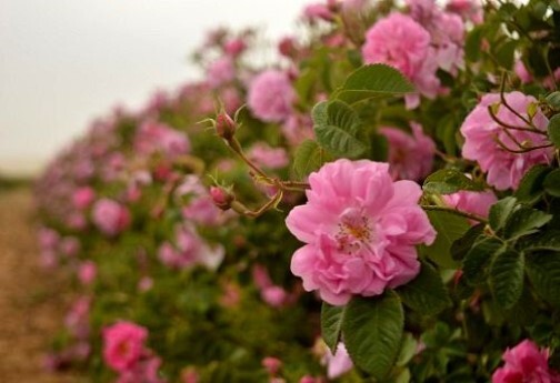 عطر خوش گل محمدی در کوچه باغ&zwnj;های خراسان شمالی