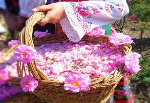 عطر خوش گل محمدی در کوچه باغ&zwnj;های خراسان شمالی