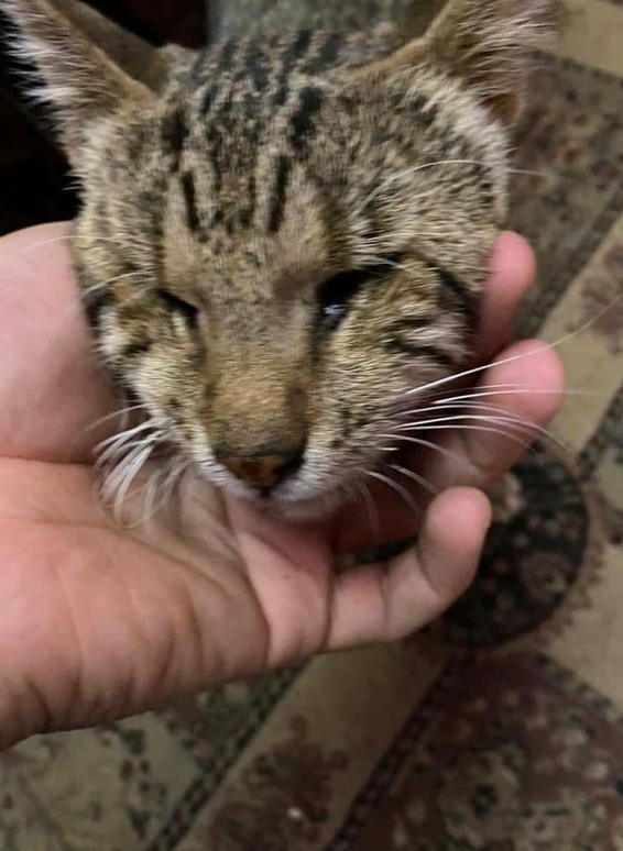 نجات گربه نابینا 