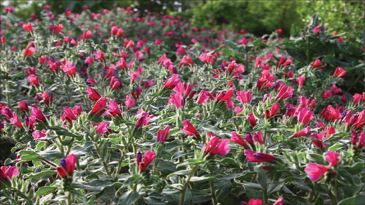 کشت گیاهان دارویی در ۱۰۵ هکتار از اراضی نمین